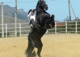 vendita-e-addestramento-cavalli-sicilia-italia-(8).JPG